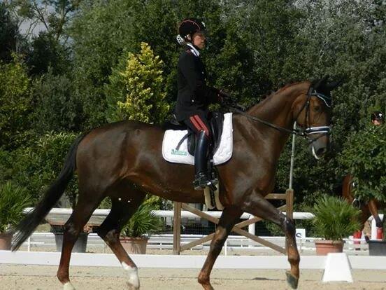 Cavallo da Dressage Django di Fonte Abeti